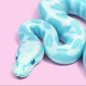 Meet your Posher, Lila